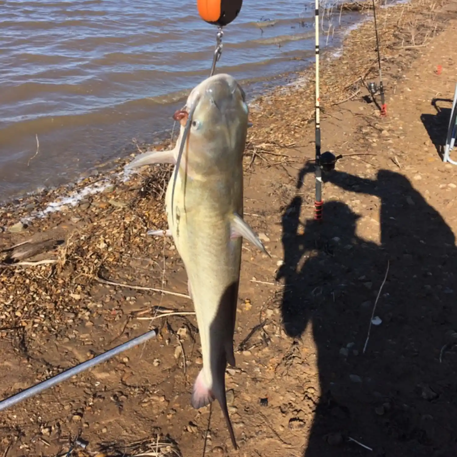 ᐅ Kanopolis Lake fishing reports🎣• Salina, KS (United States) fishing