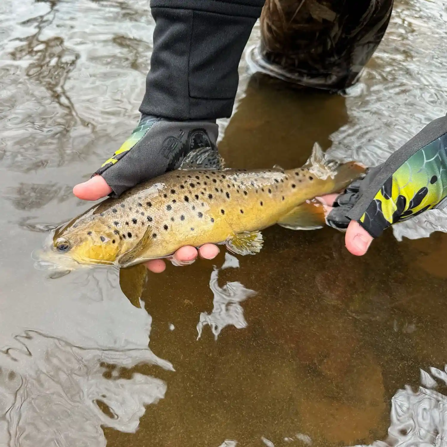 Rainbow Trout on Rebel Crankbaits (Watauga River) 