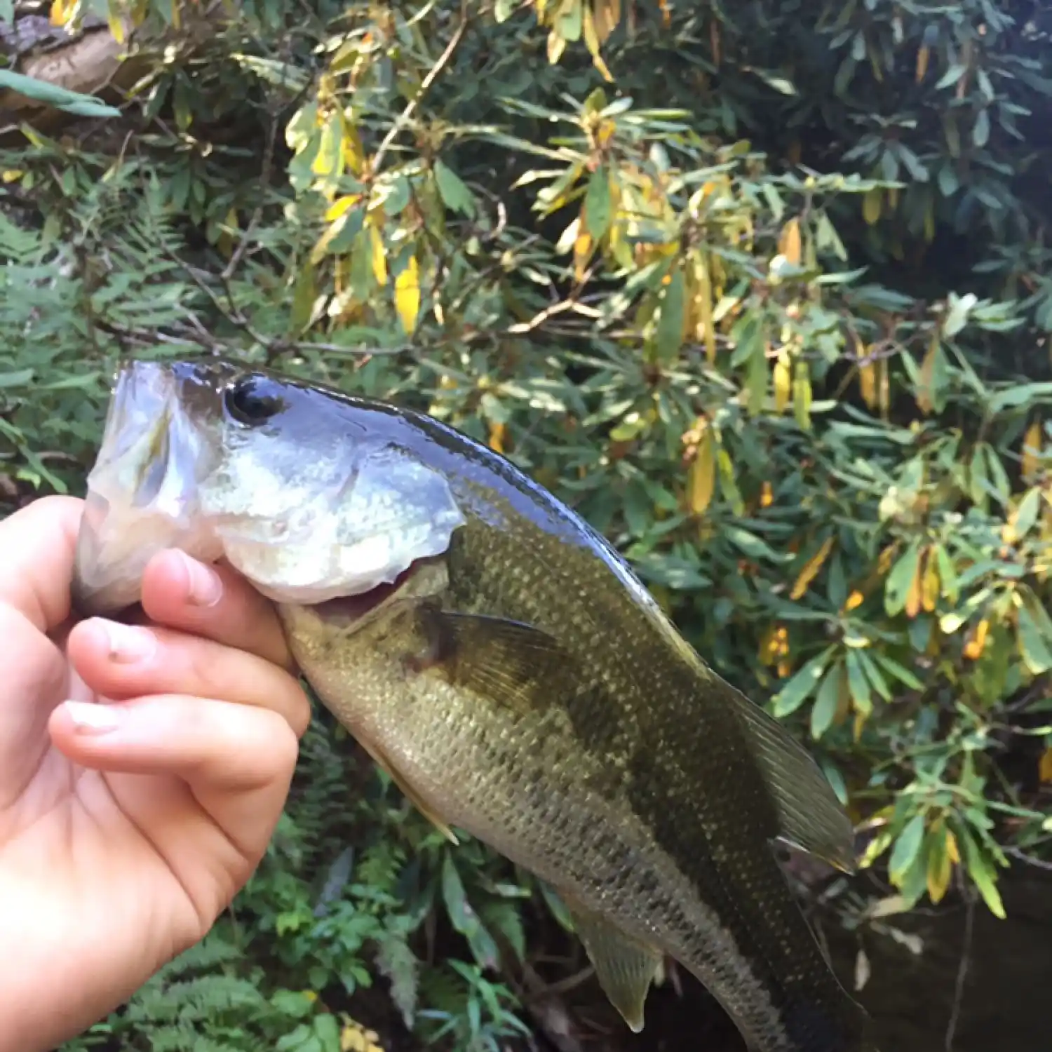 Fishing Abrams Creek: A Fly Fishers Guide with Maps and More