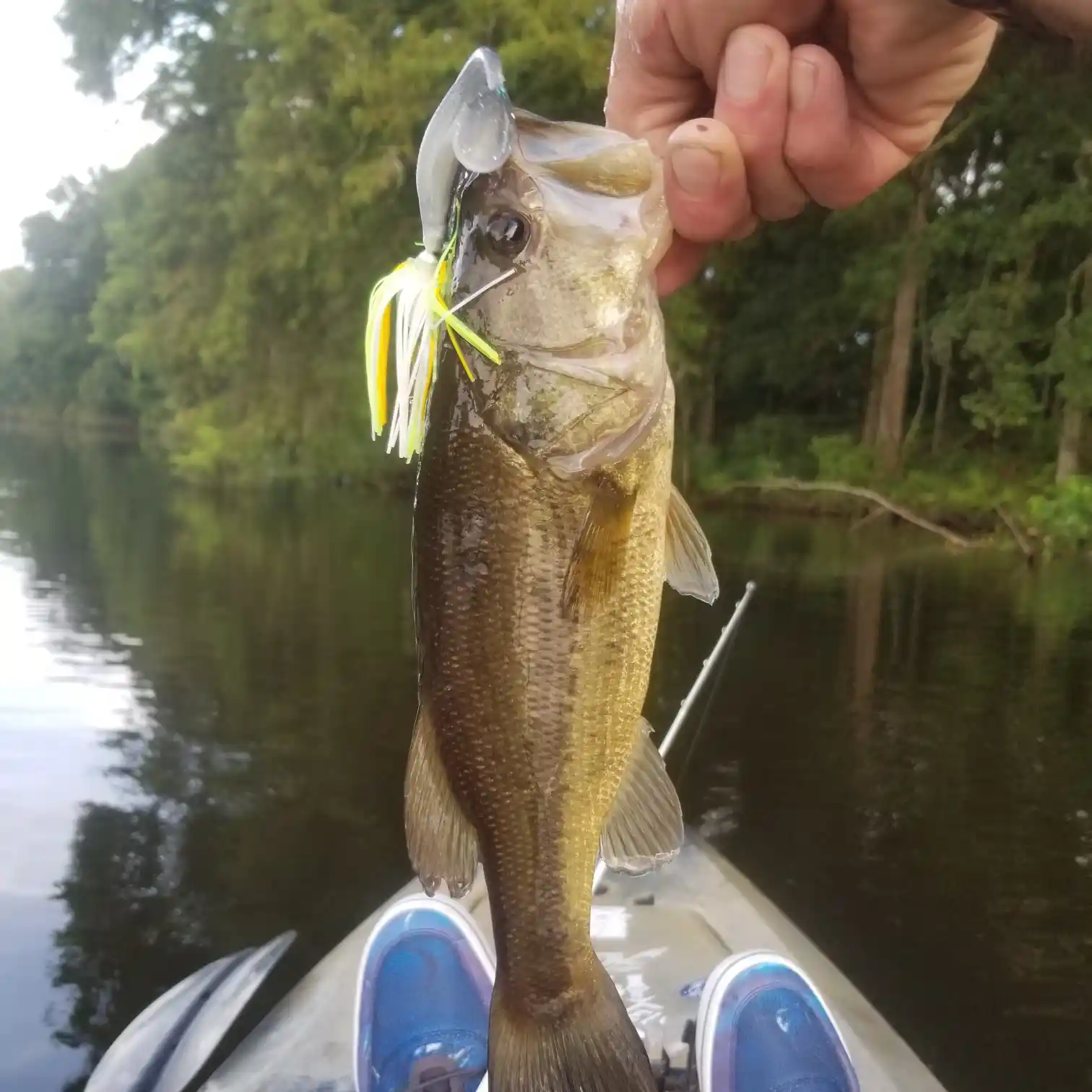 How do I catch fish in this bayou? : r/Fishing