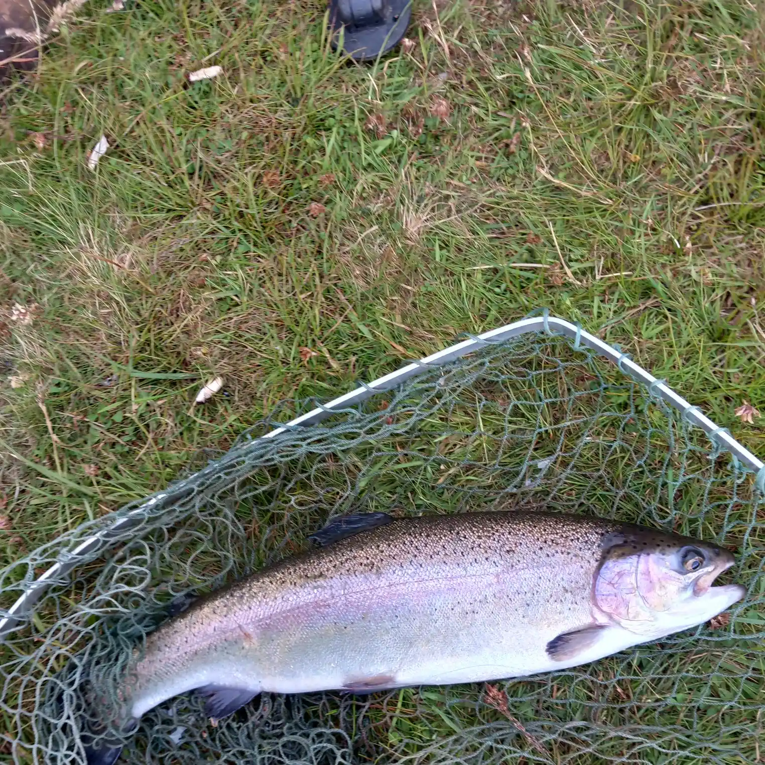 LOCH GLOW FISHERY: All You Need to Know BEFORE You Go (with Photos)