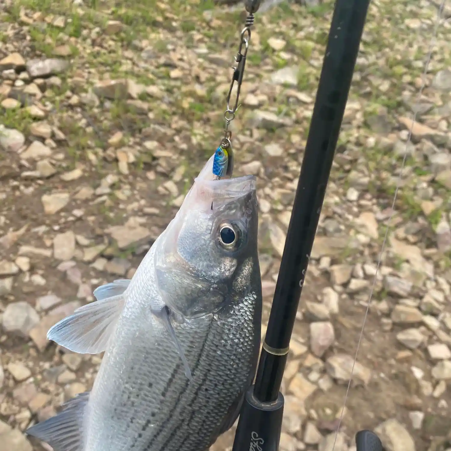 ᐅ Dierks Lake fishing reports🎣• Texarkana, AR (United States