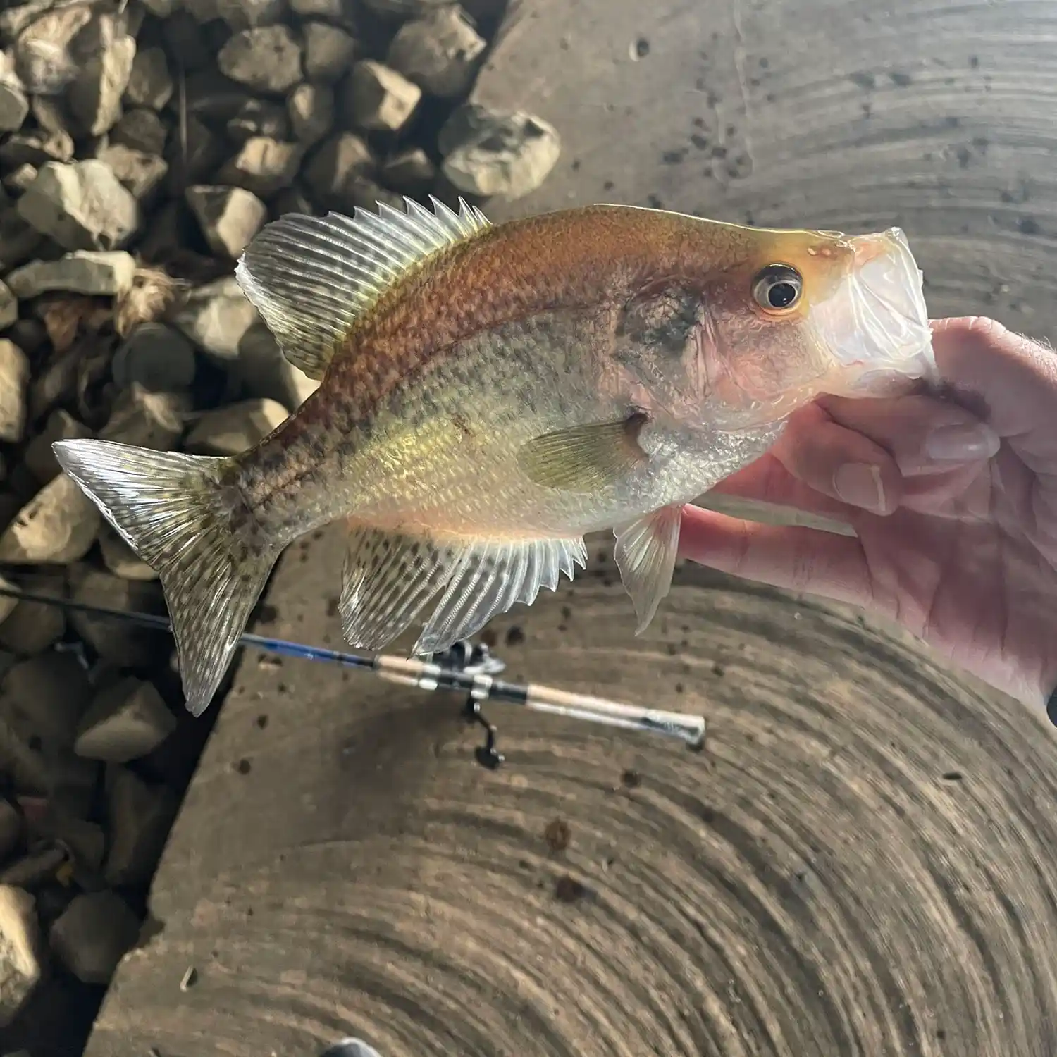 Senko Fishing for Bass on Newton Lake, NJ 