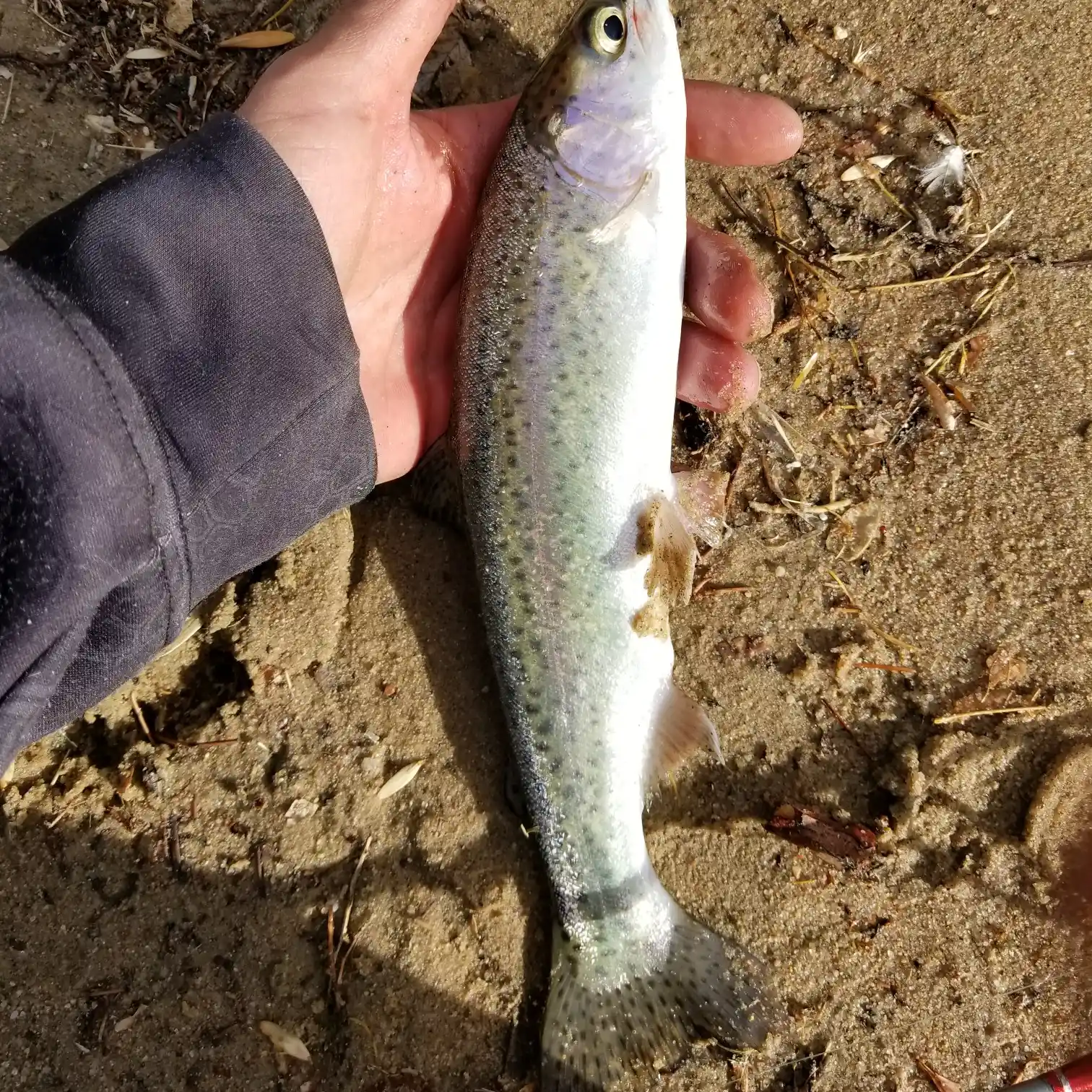 PROSPECTING FOR TROUT