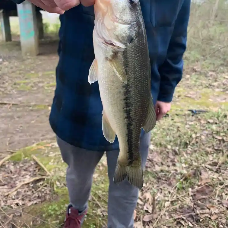 ᐅ Lytle Creek fishing reports🎣• Murfreesboro, TN (United States) fishing