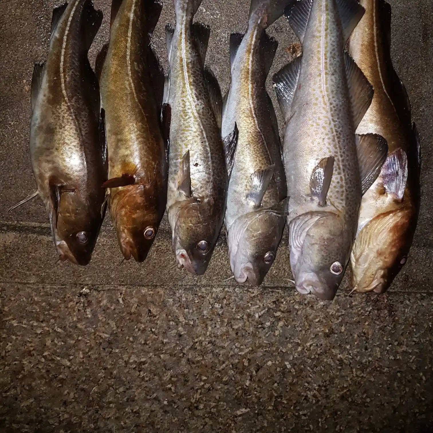 Mackerel bashing at South Shields pier - what a fun day! 🎣 