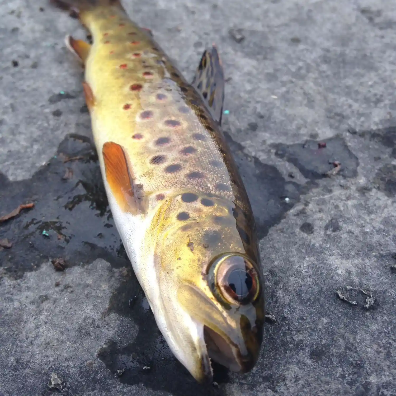 ᐅ Robe River fishing reports🎣• Connaught, Ireland fishing