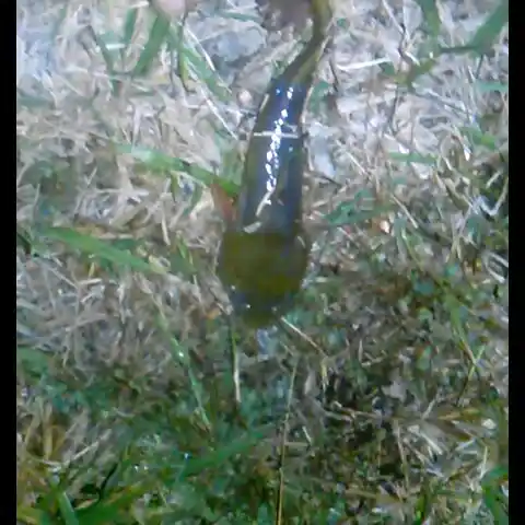 Catching Green Murrel Fish in Lotus Pond