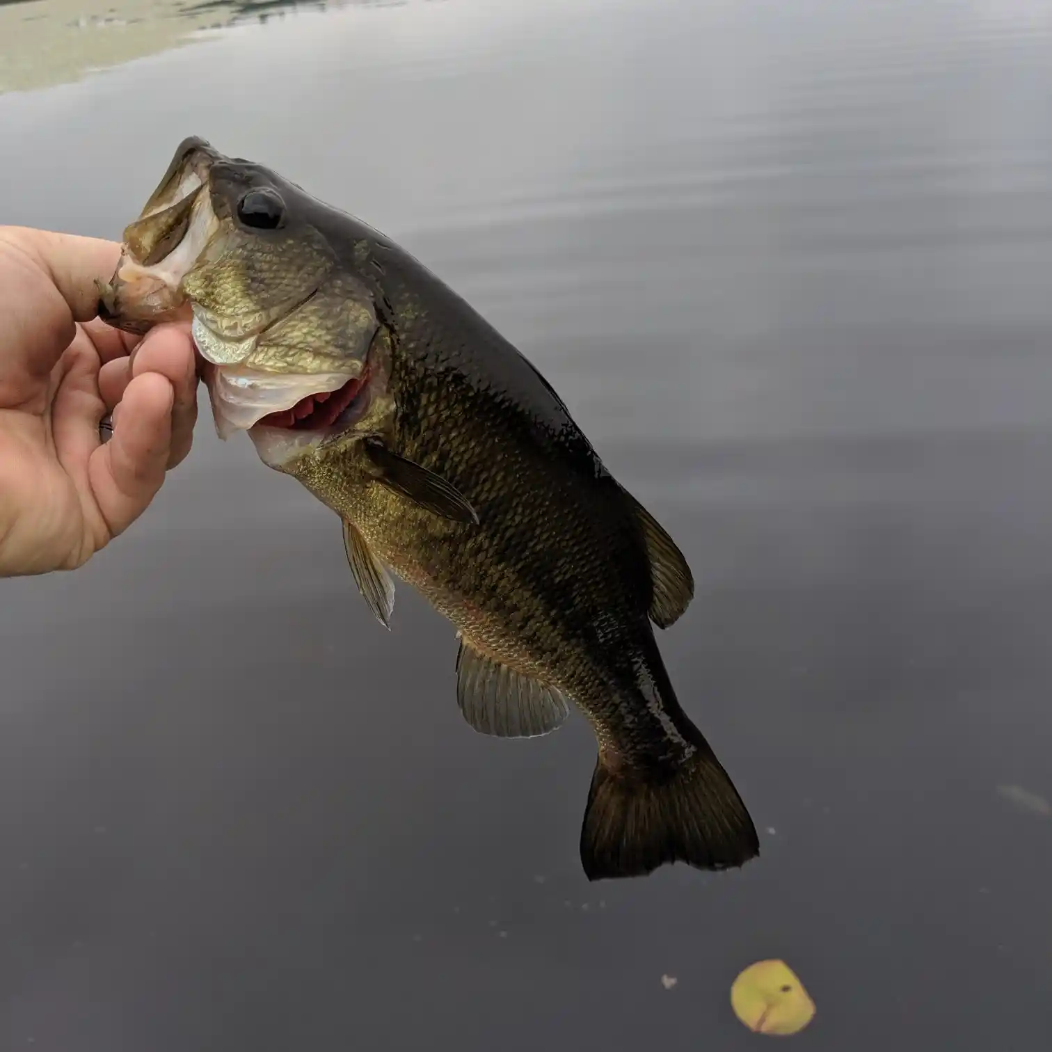 Baily Fishing Pond Fish Report - Carson City, NV (Carson City County)