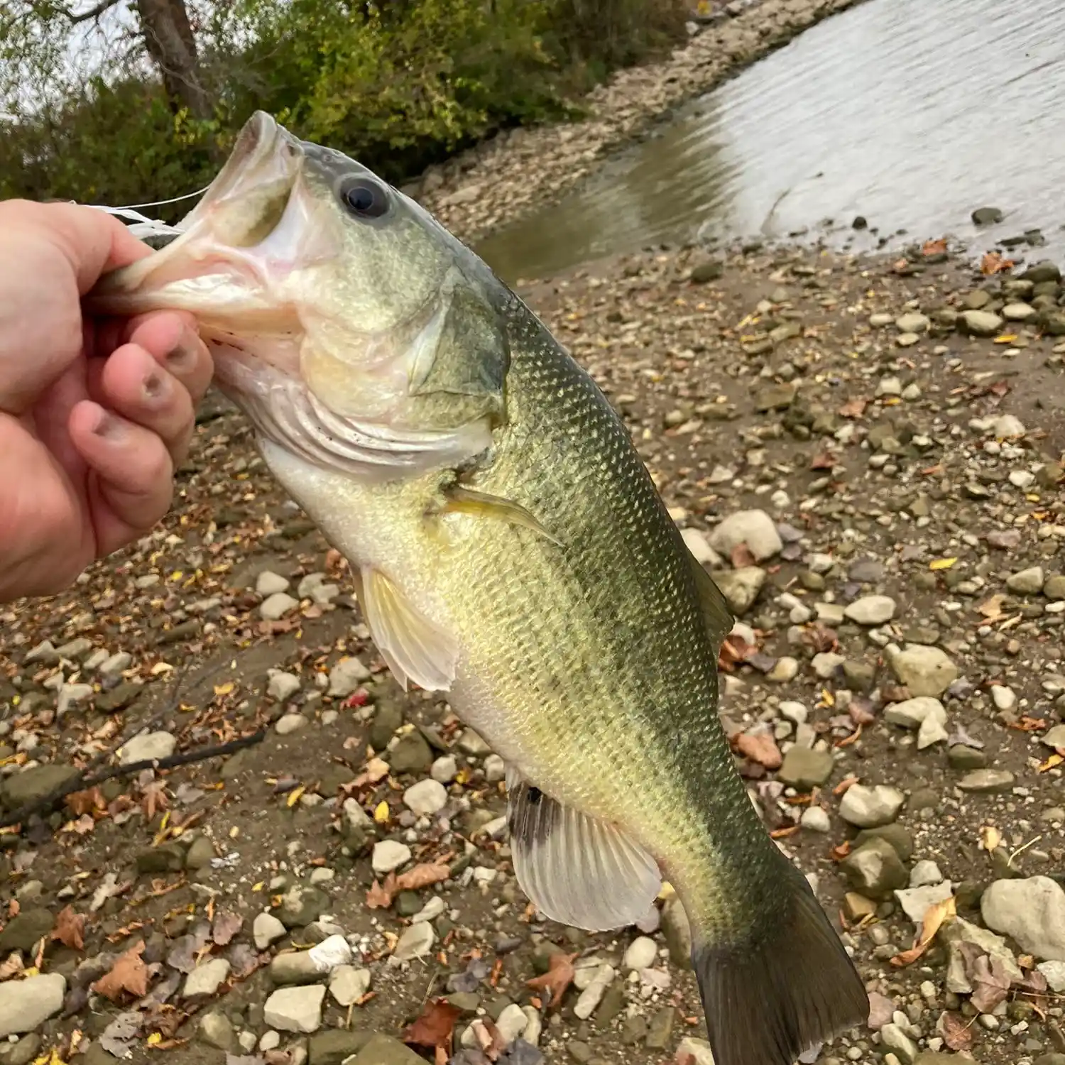 Deer Creek Fishing Report - Kraken Bass