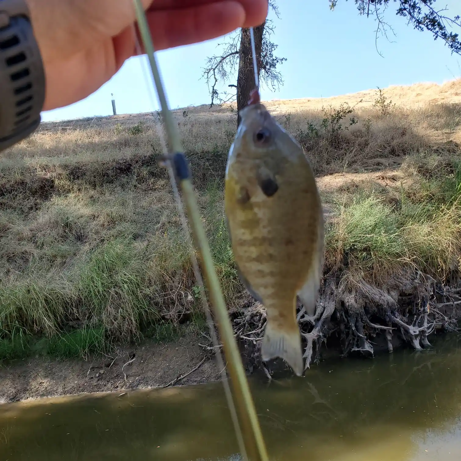 Fishing With Bluegill As Bait 
