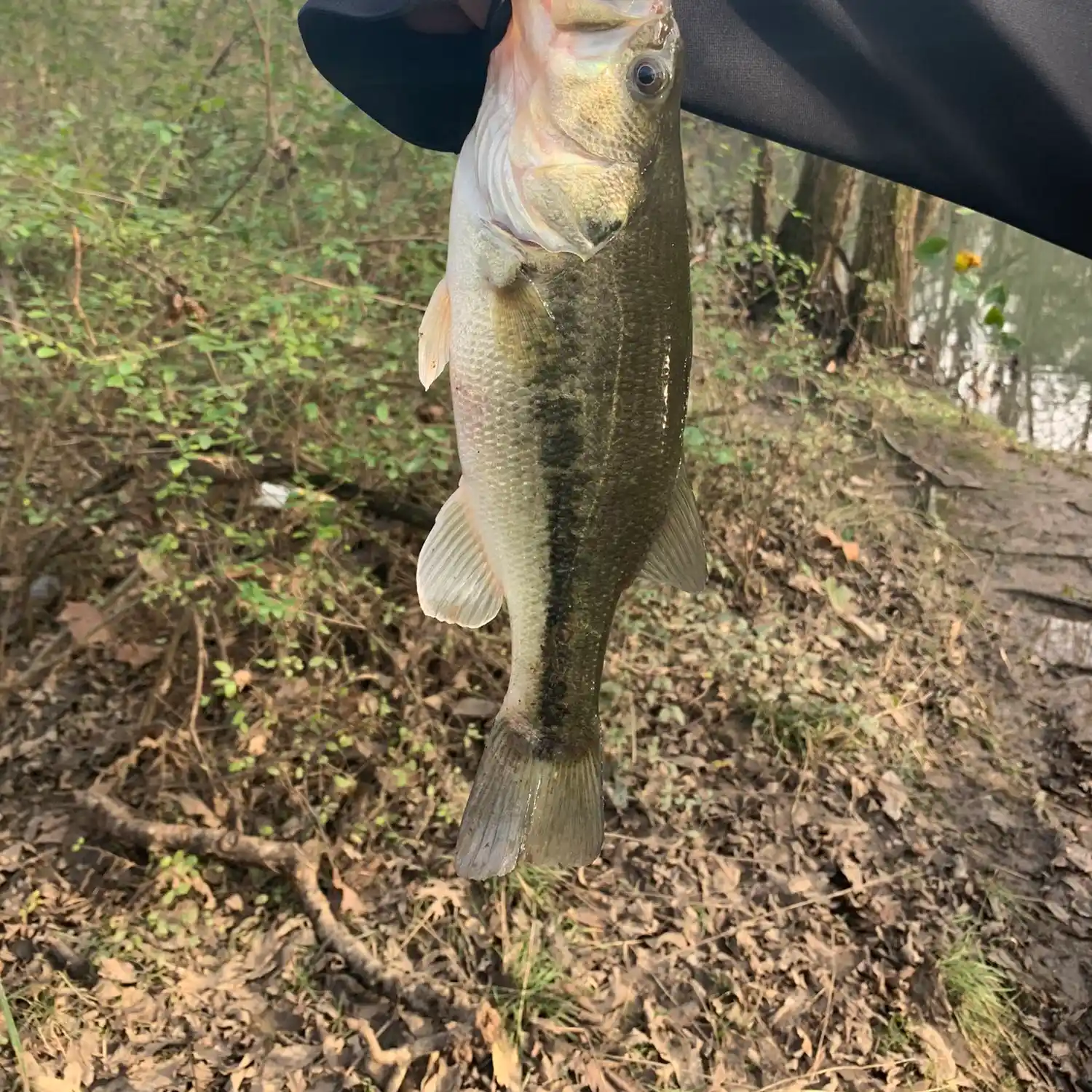 ᐅ Lytle Creek fishing reports🎣• Murfreesboro, TN (United States) fishing