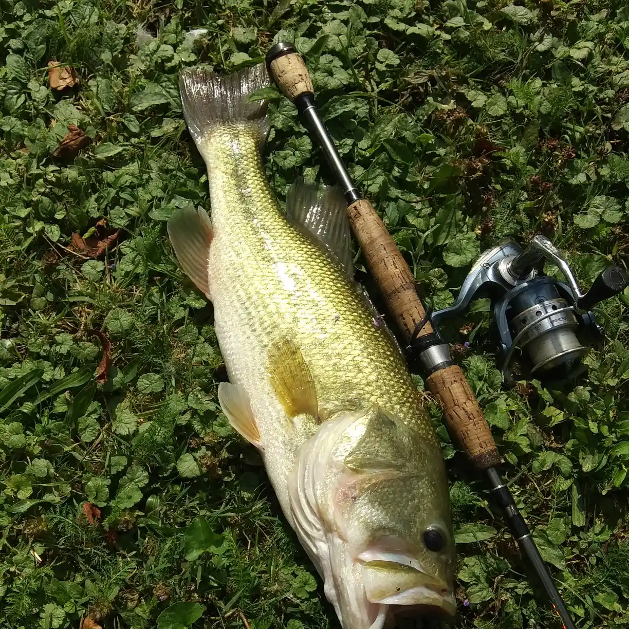 ᐅ Bells Lakes fishing reports🎣• North Strabane, PA (United