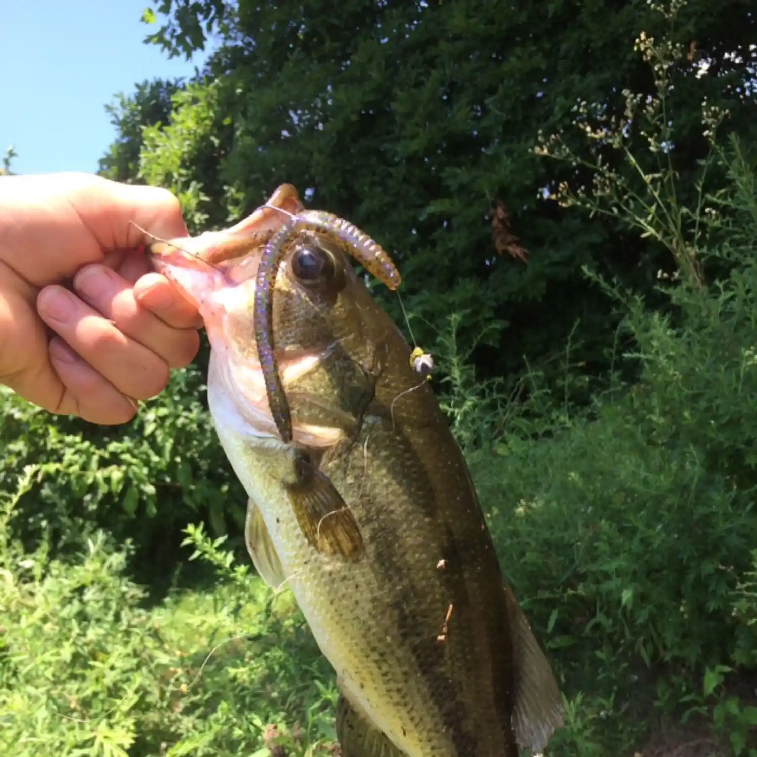 West Branch Fishing Creek - Wikipedia