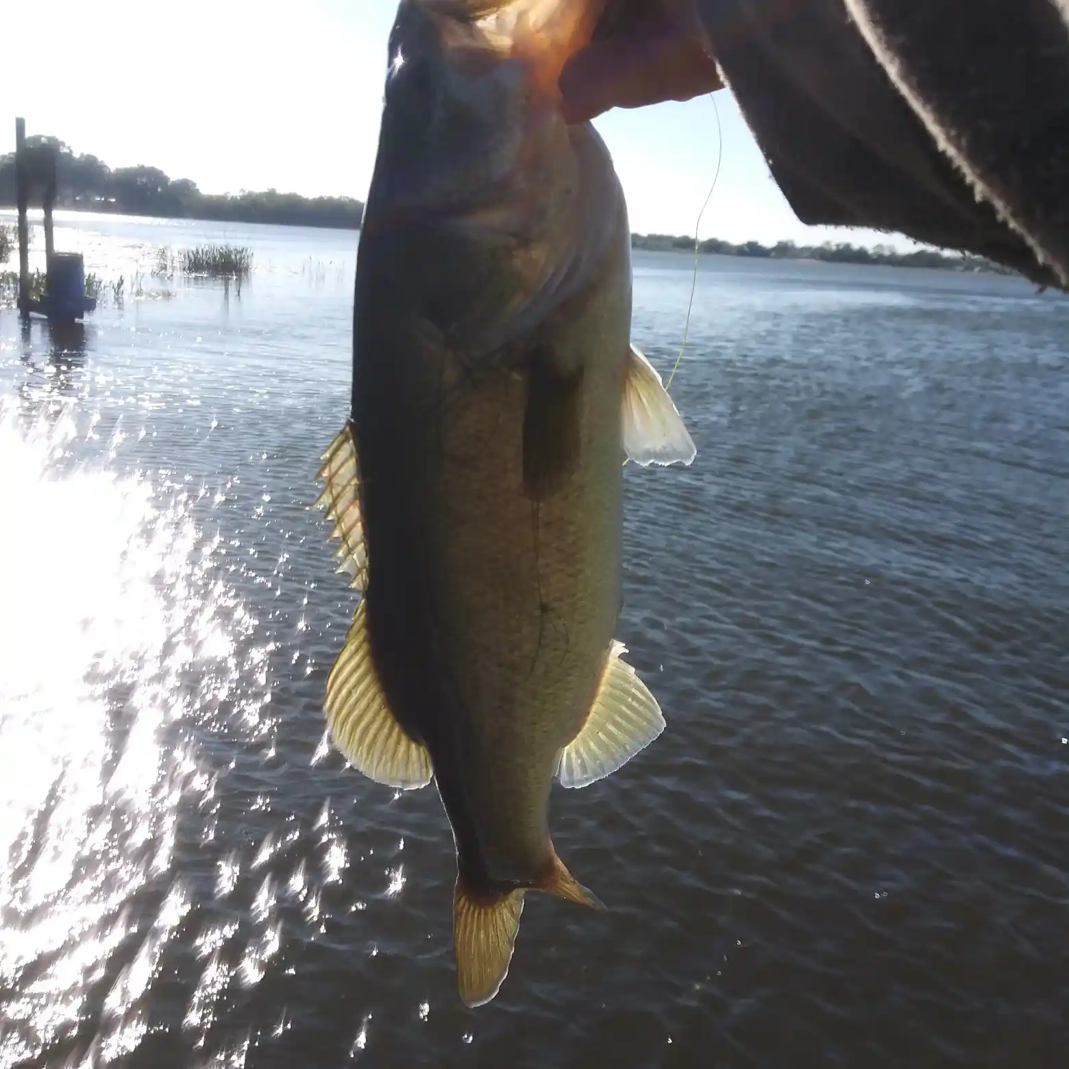 ᐅ Lake May fishing reports🎣• Winter Haven, FL (United States