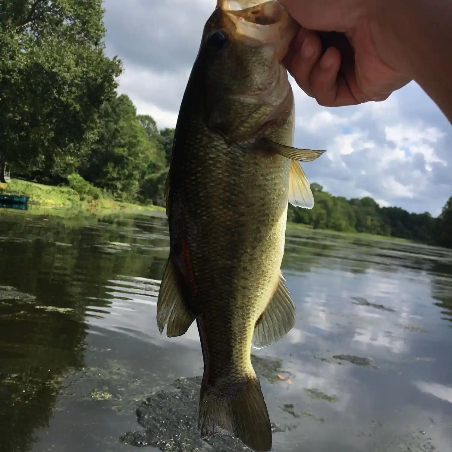 ᐅ Harrisonville Lake fishing reports🎣• Woolwich, NJ (United States) fishing