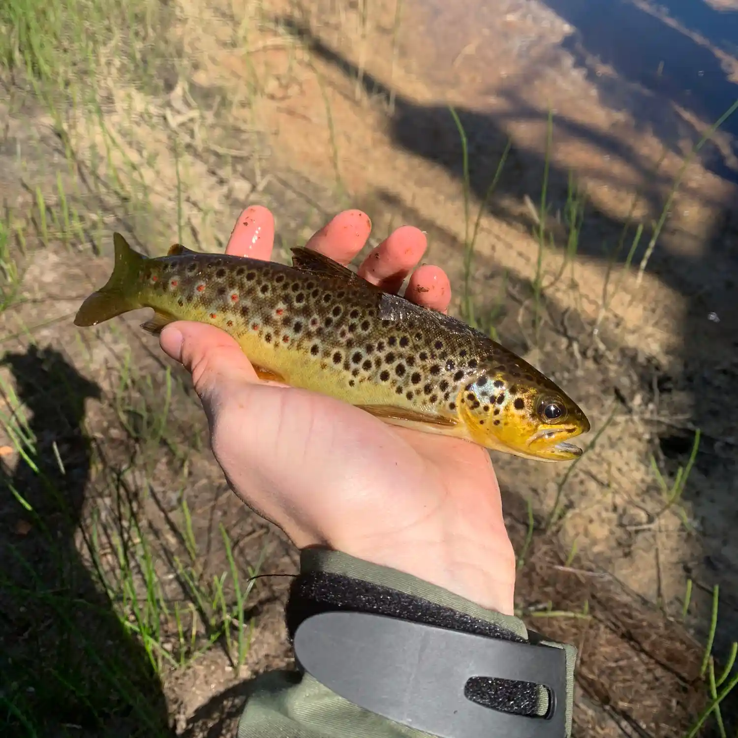 Fishing Reports - River Spey