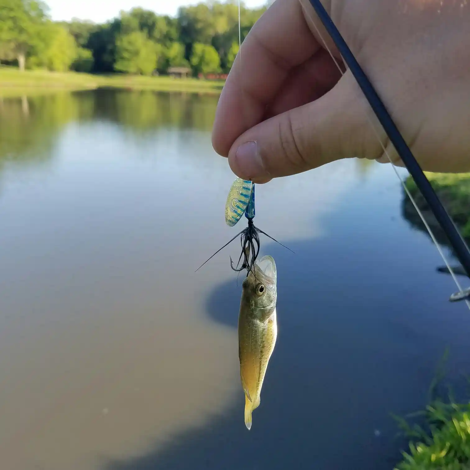 ᐅ Tomahawk Parkway South Pond fishing reports🎣• Leawood, KS (United  States) fishing
