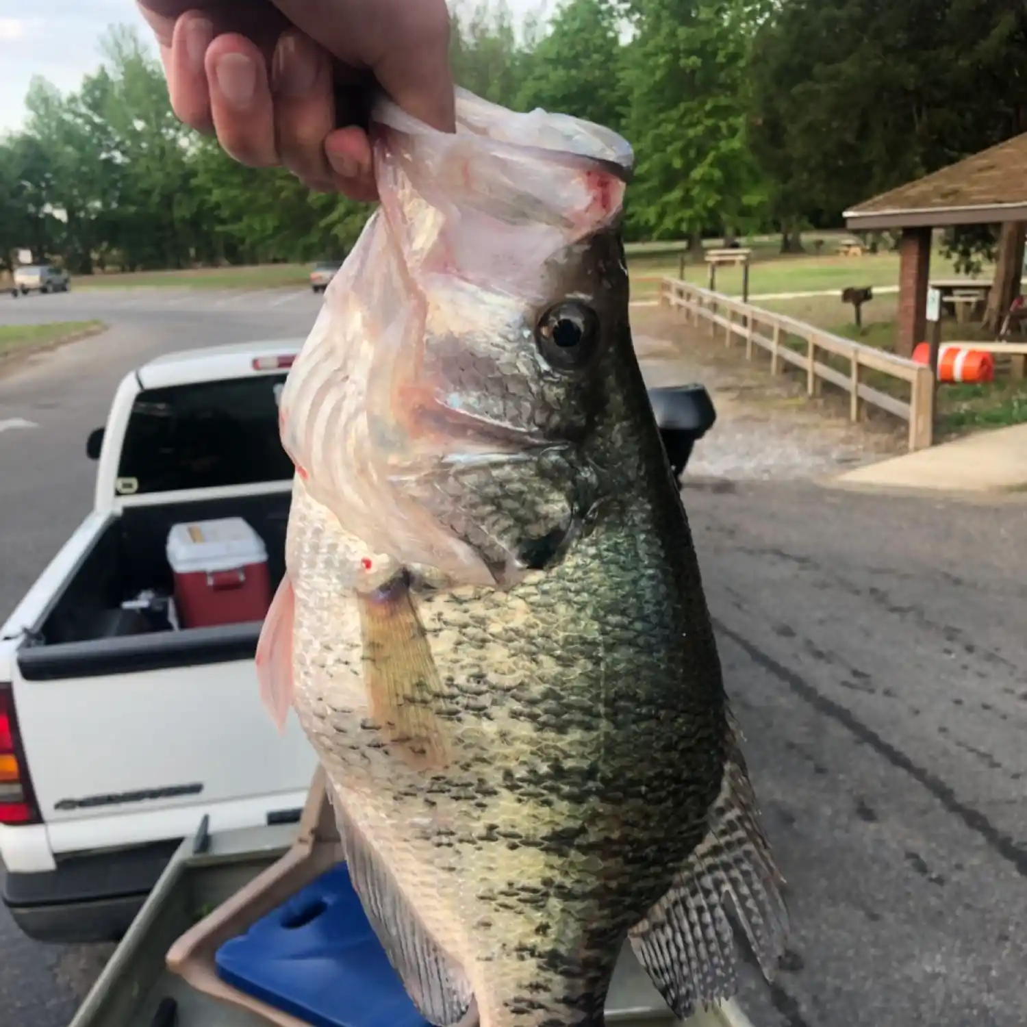 ᐅ Arkabutla Lake fishing reports🎣• Hernando, MS (United States) fishing