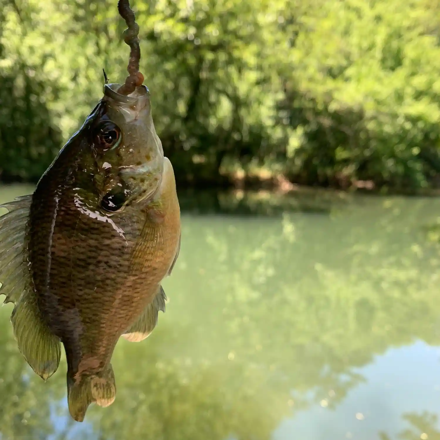 Jug Fishing in Alabama
