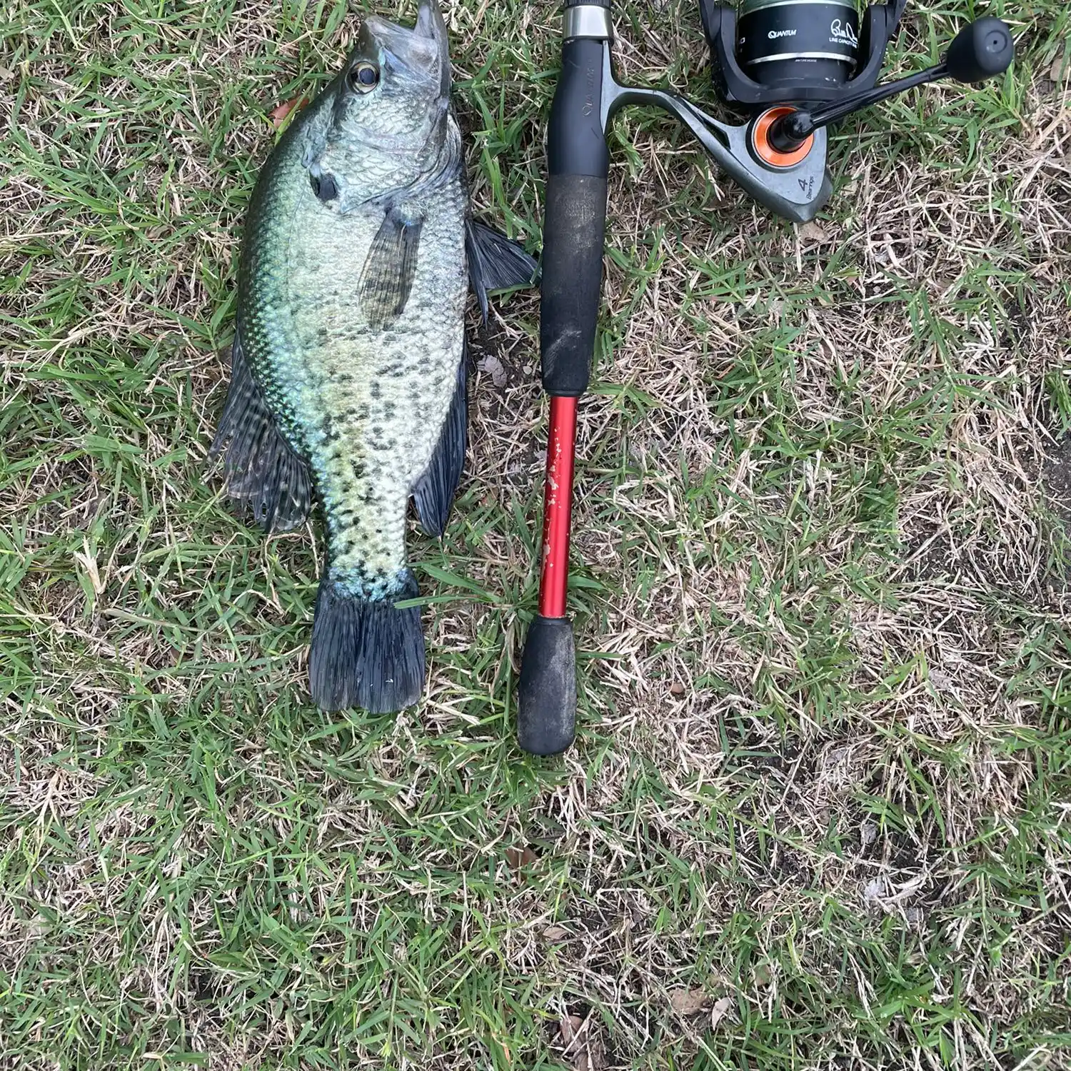 ᐅ Russell Creek fishing reports🎣• Plano, TX (United States) fishing