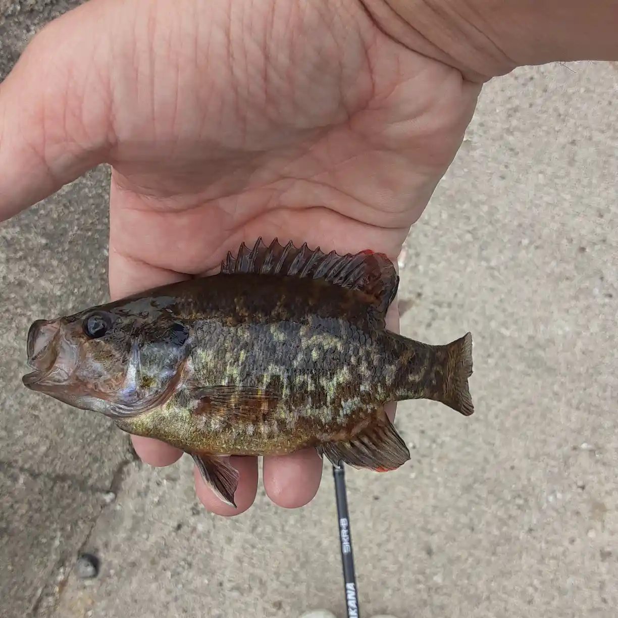 ᐅ Lake Milton fishing reports🎣• Austintown, OH (United States) fishing