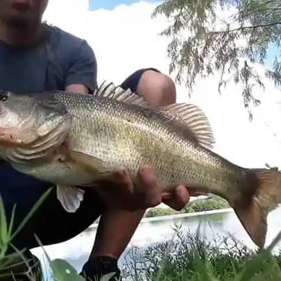 Lake San Antonio Fishing