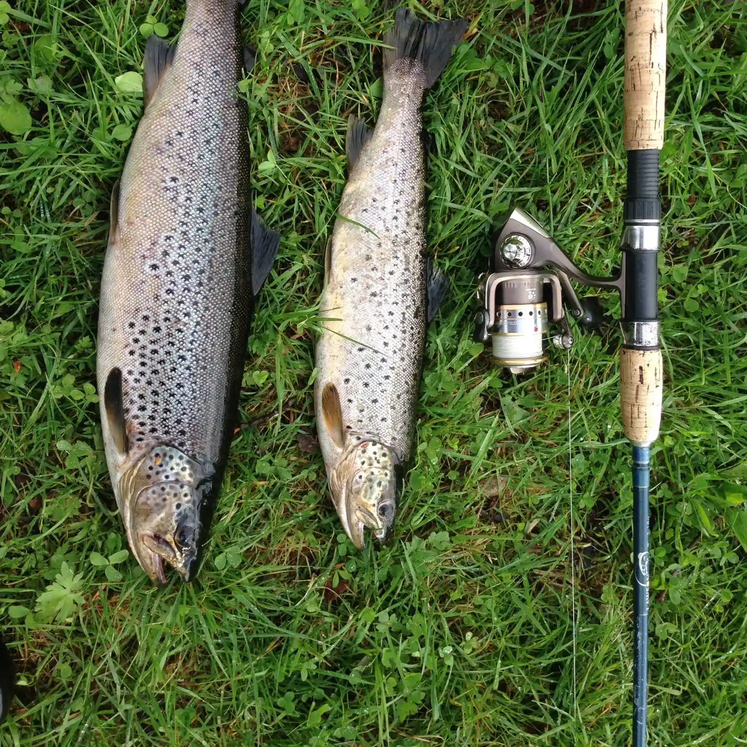 ᐅ Nidelva fishing reports🎣• Sor-Trondelag, Norway fishing