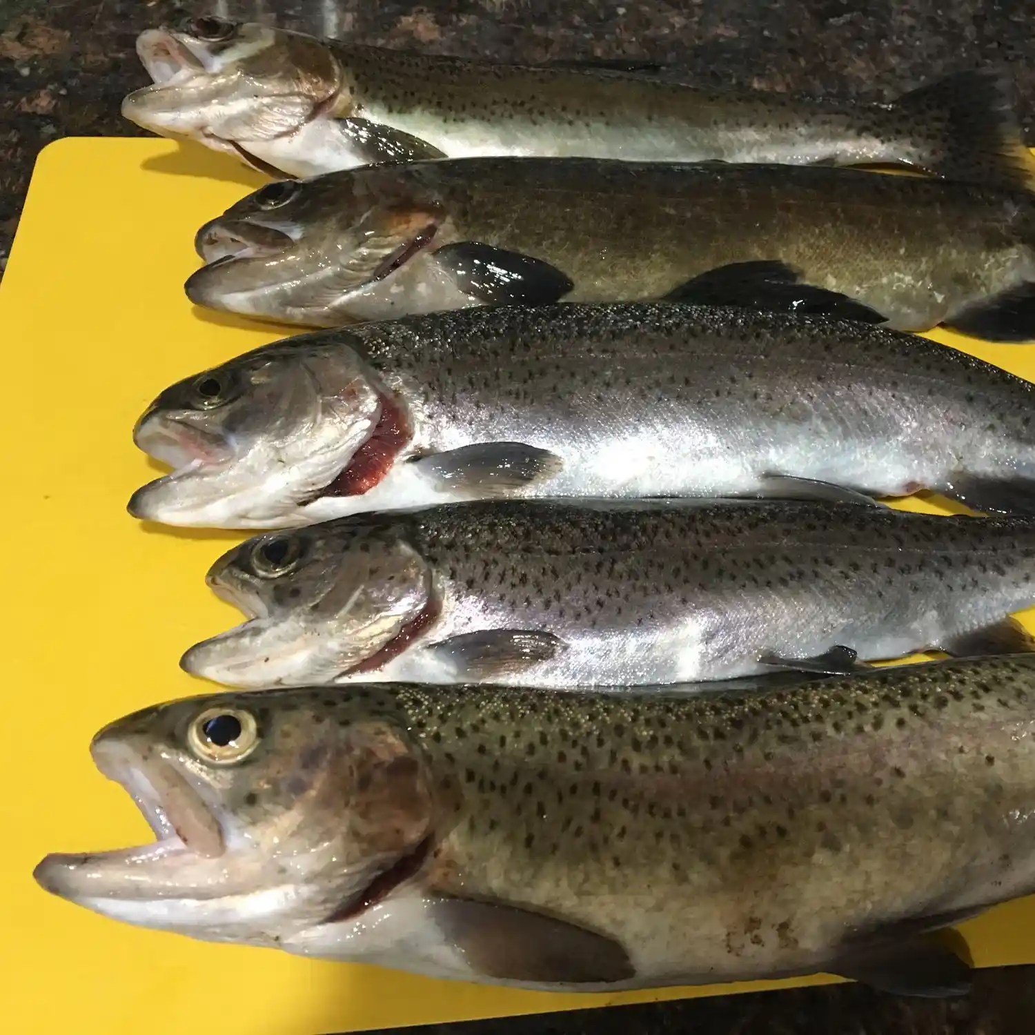 Lake Trout - Hooked Fish & Seafood