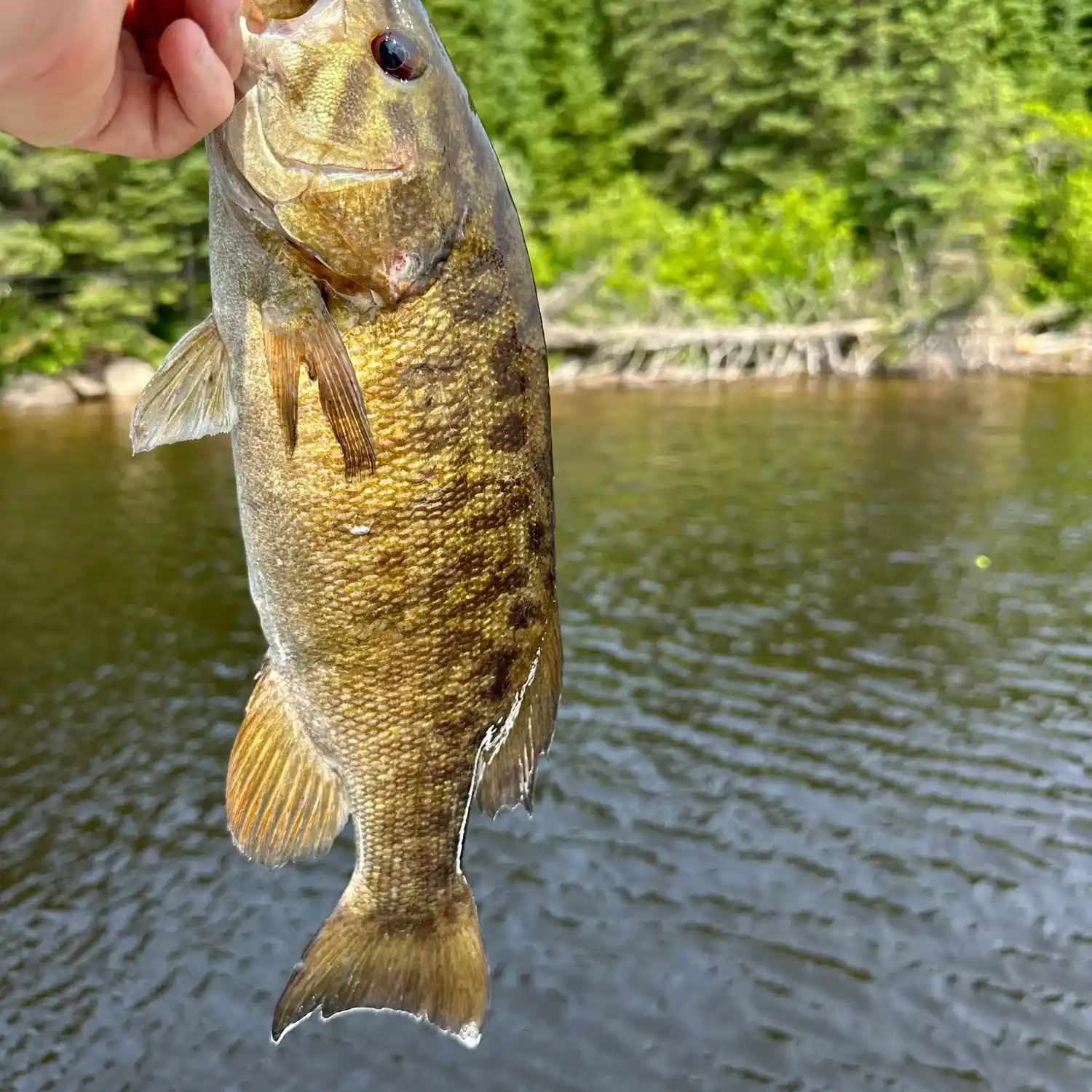 ᐅ Malachi Lake fishing reports🎣• Ontario, Canada fishing