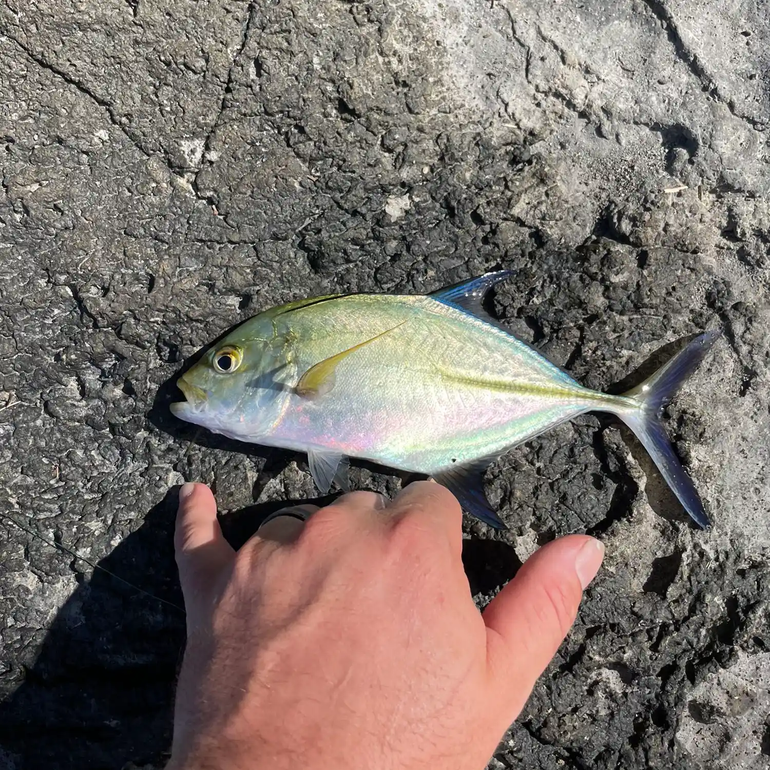 Hilo breakwall fishing - Big Island Fishing Adventure. 