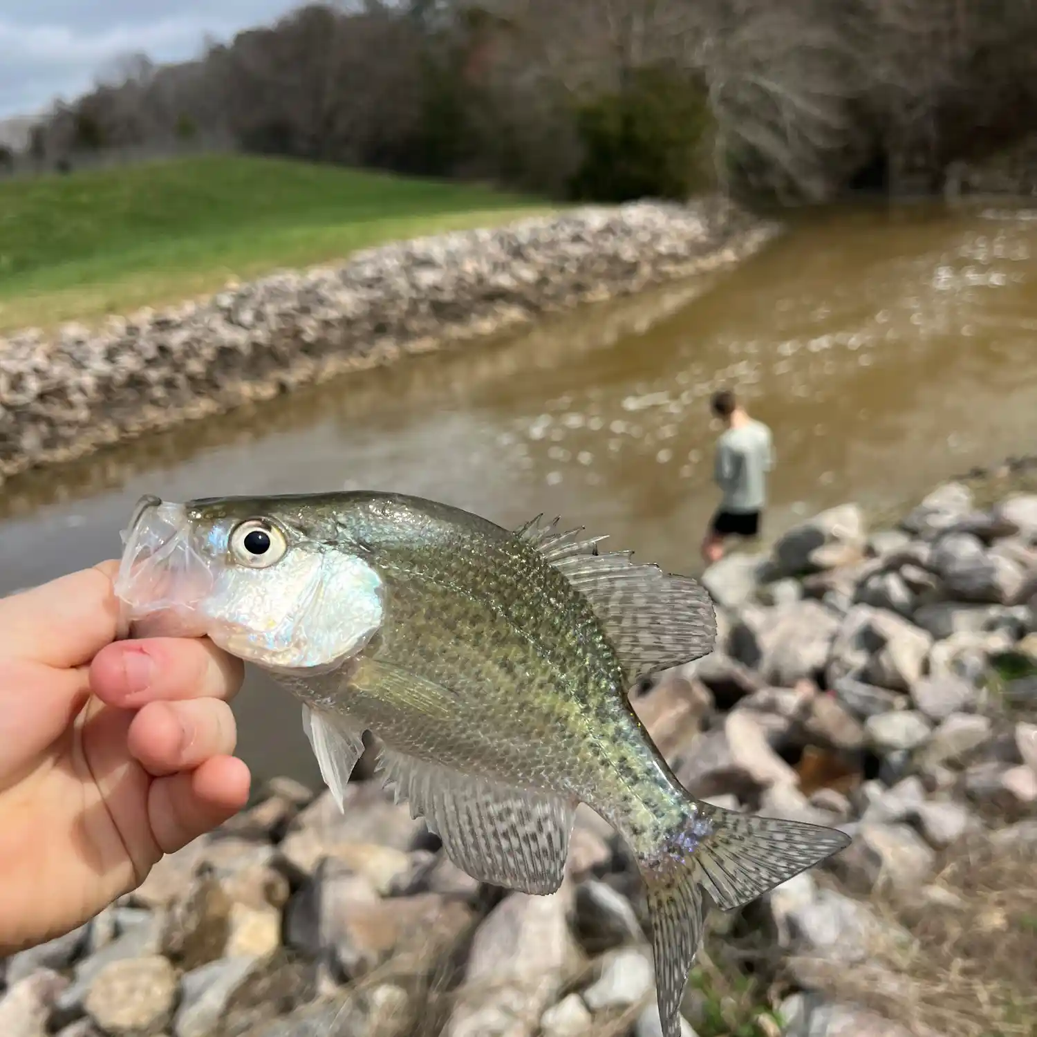 ᐅ Crabtree Creek Watershed fishing reports🎣• Morrisville, NC (United  States) fishing