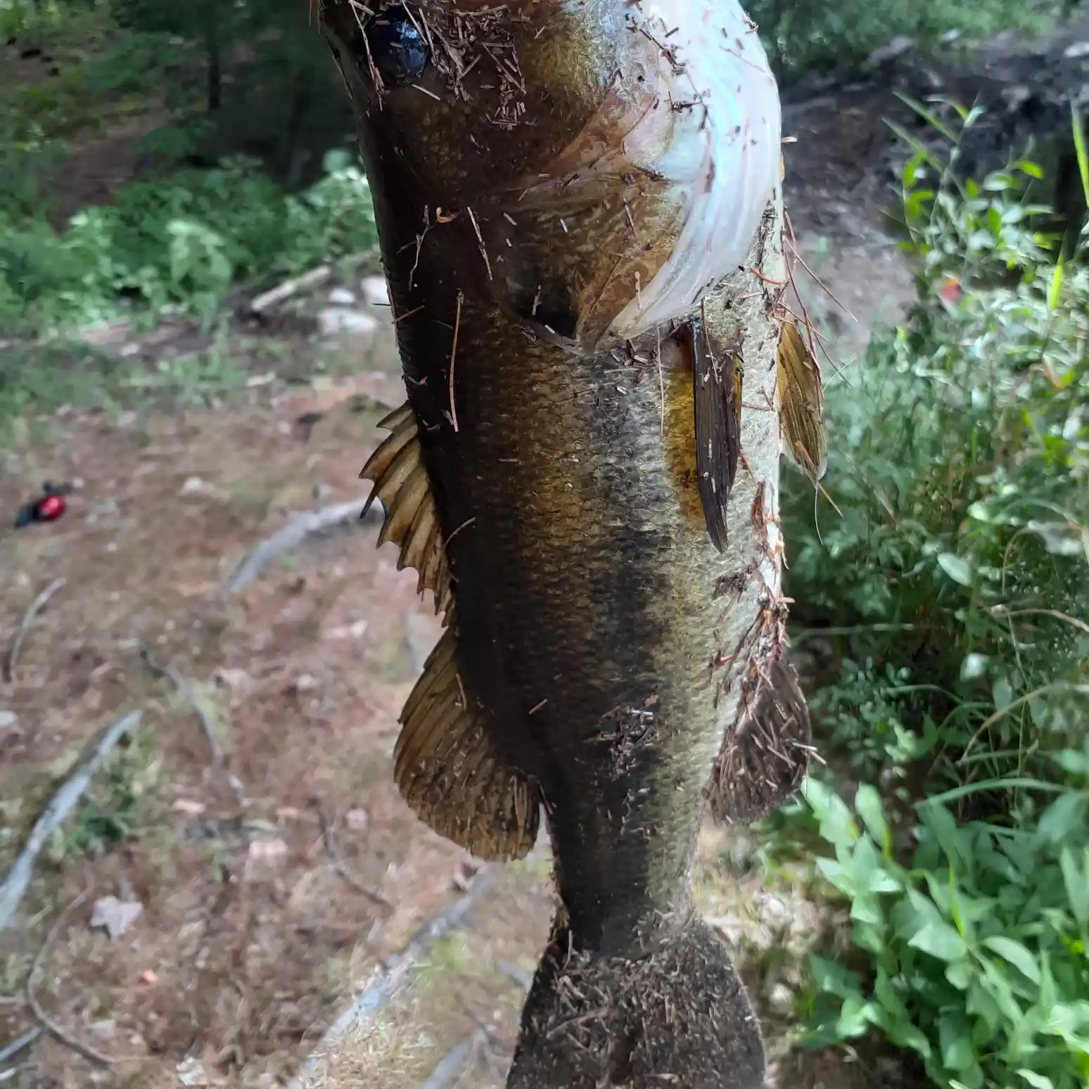 Bass Fishing Ponds with KENDALL GRAY!