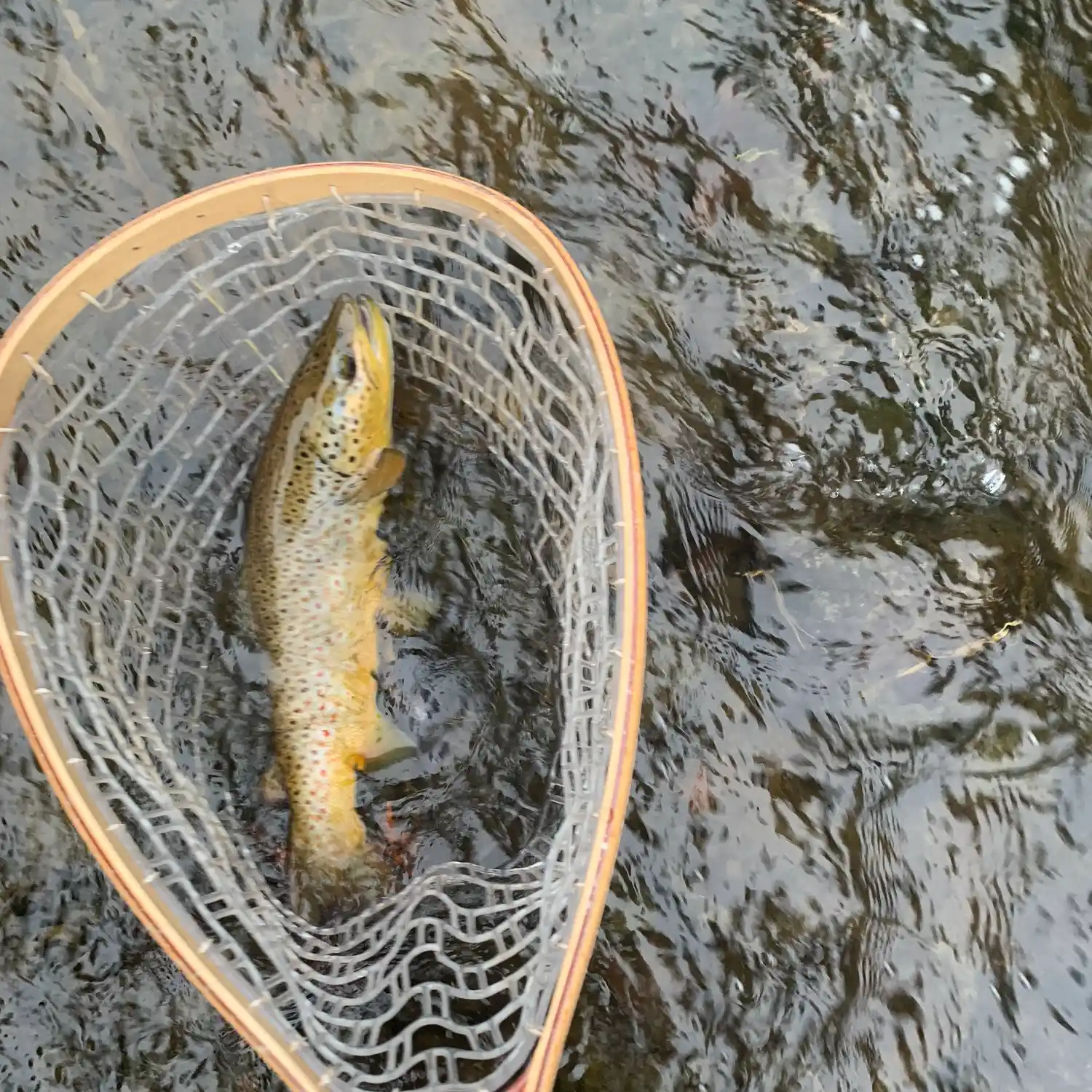 Yesness Pond being stocked with 1,500+ trout for free Kids Fishing