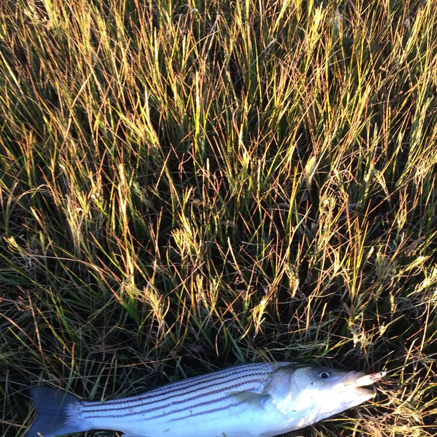 New Jersey Sheepshead Fishing