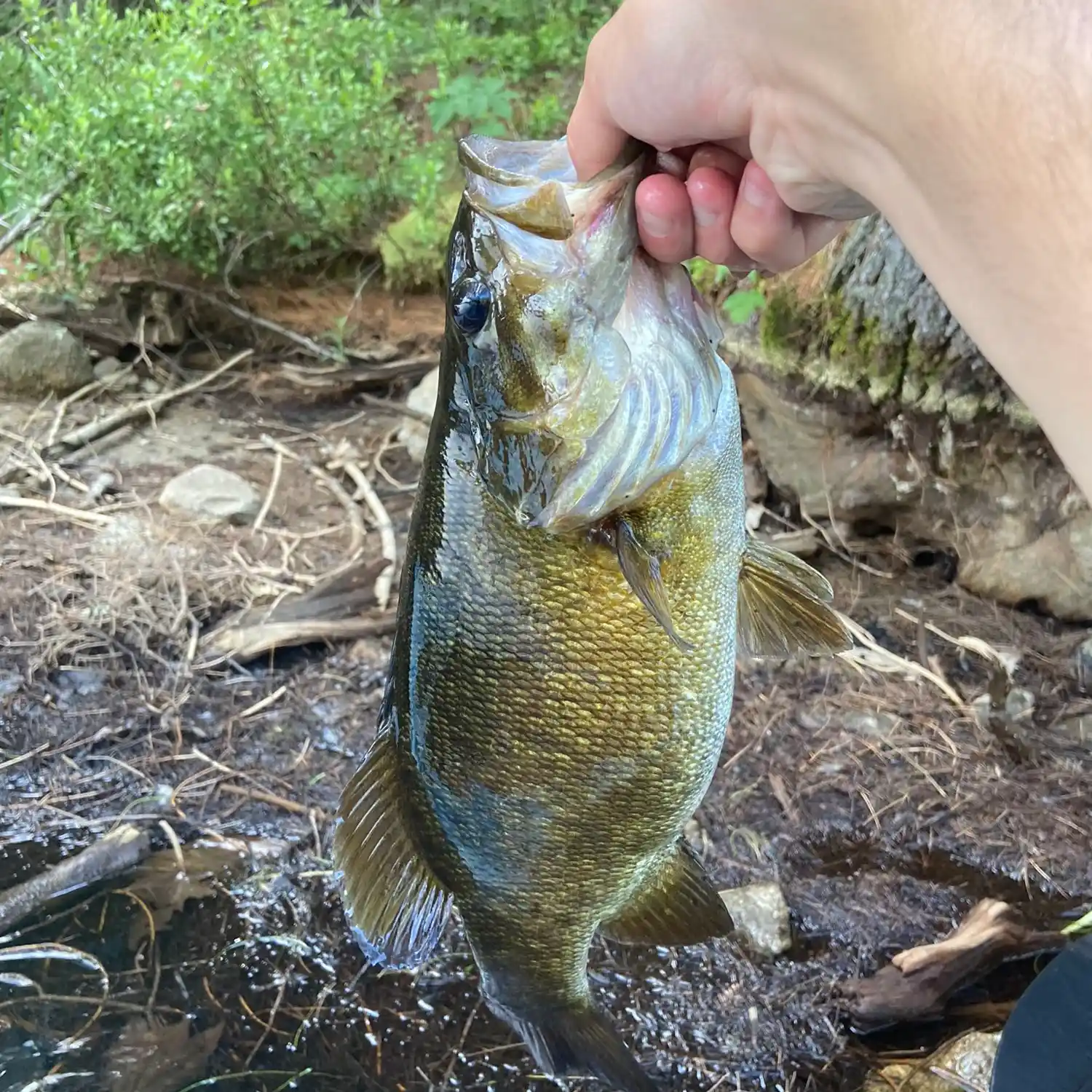 Fishing near Belmont in Belknap County, New Hampshire - NH Fish Finder