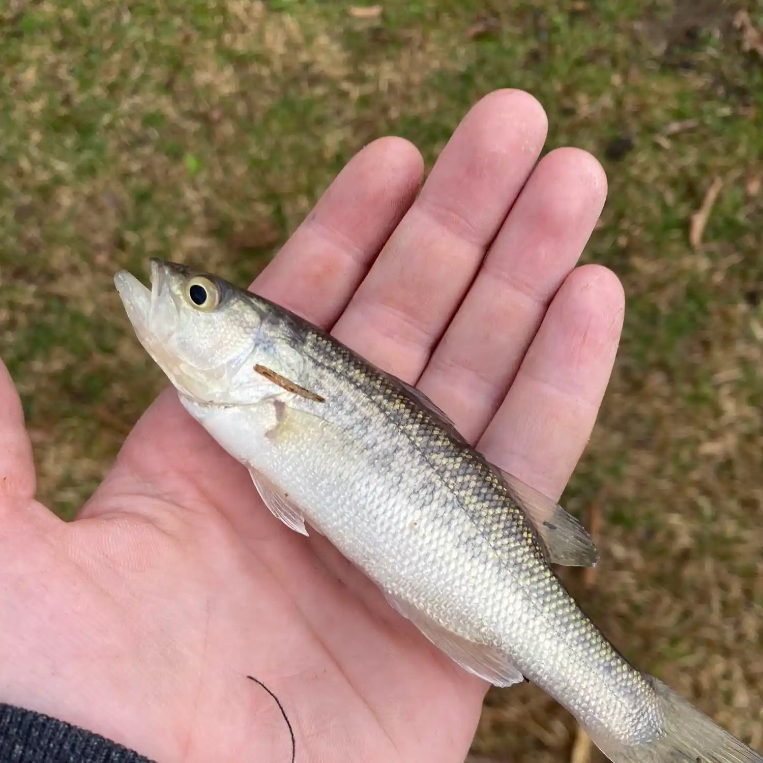 ᐅ Boy Scout Lake fishing reports🎣• Reidsville, NC (United States) fishing