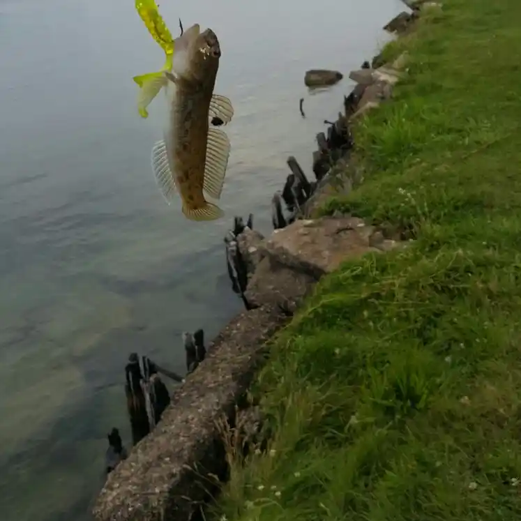 most liked catch image