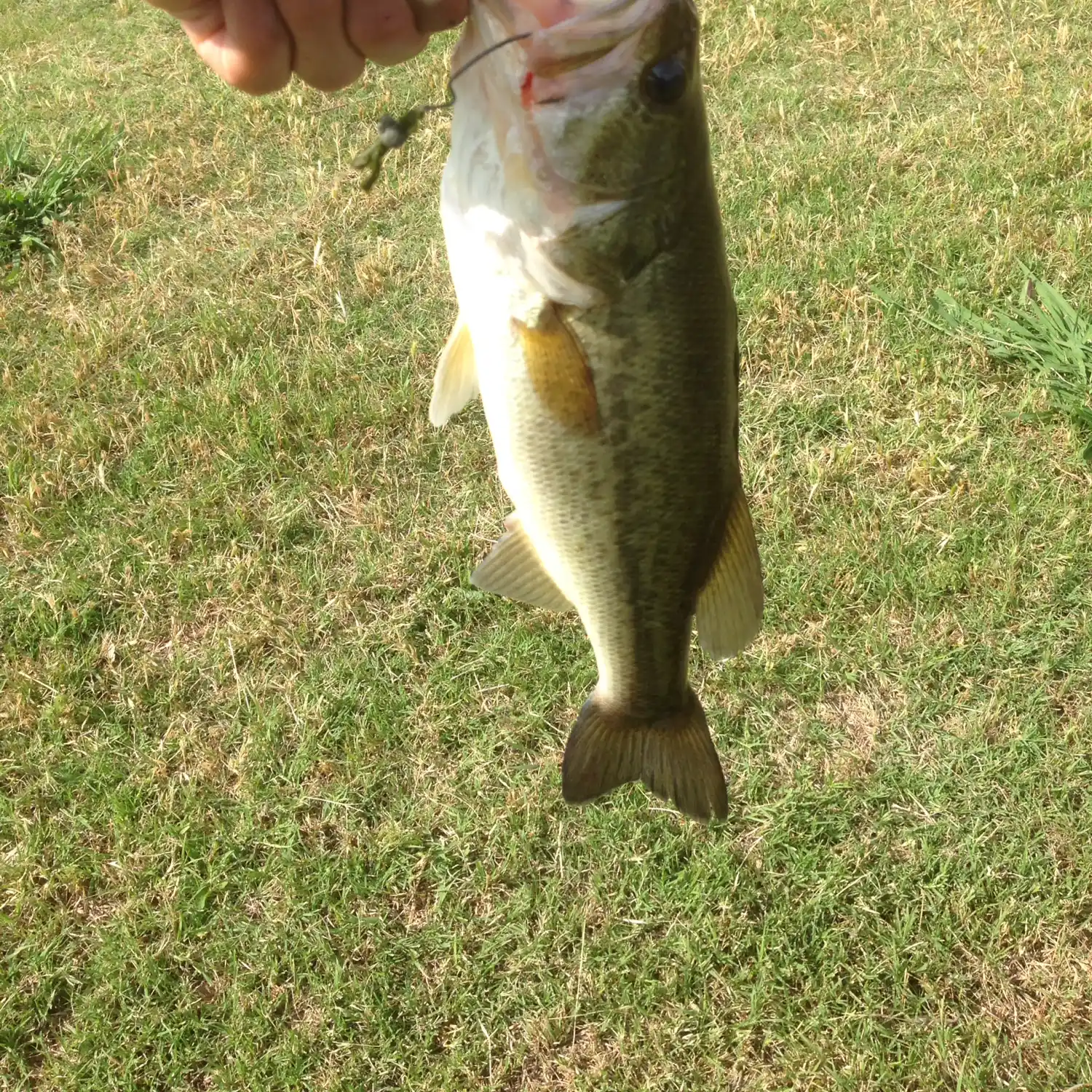 Fishing Plano 