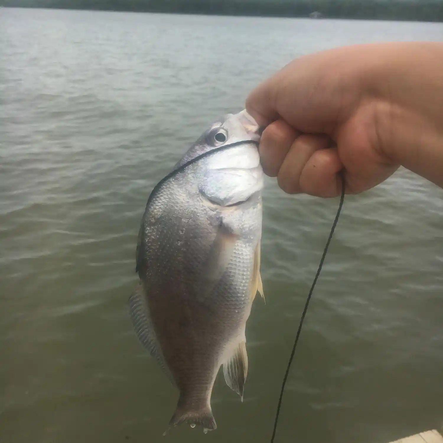 Old River Bass Fishing 