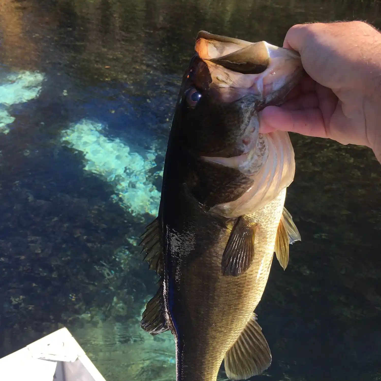 Weeki Watchee Fishing Adventure - What Did I Catch? #florida