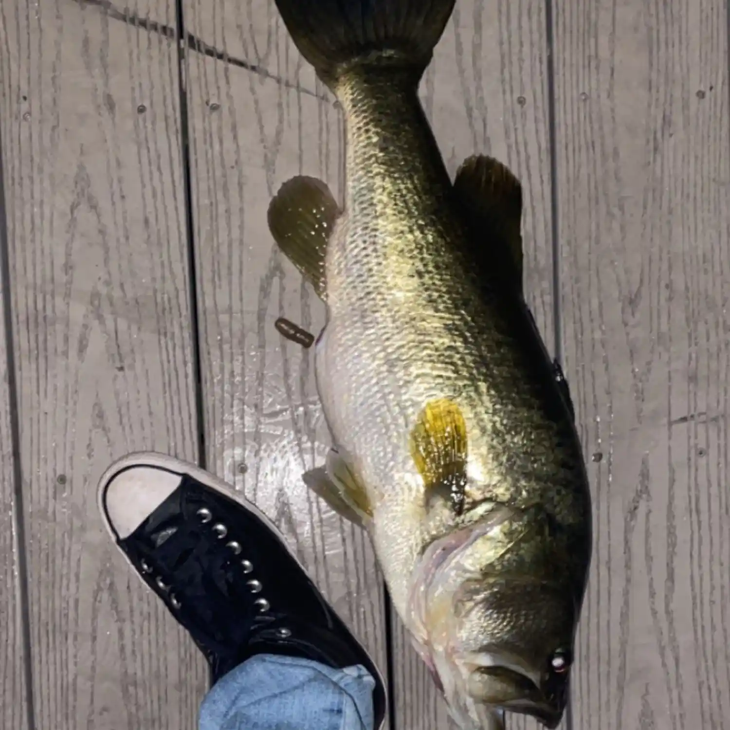 ᐅ Lake Sawyer fishing reports🎣• Lake Butler, FL (United States) fishing