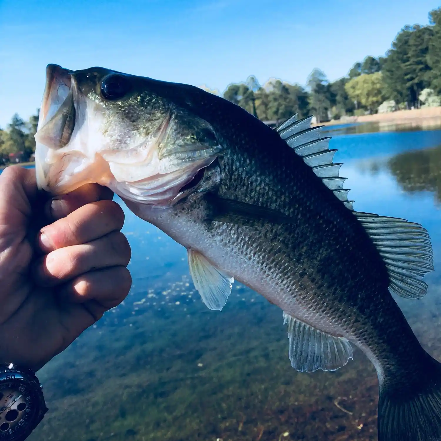 ᐅ Holiday Lake Upper fishing reports🎣• Sanford, NC (United States) fishing