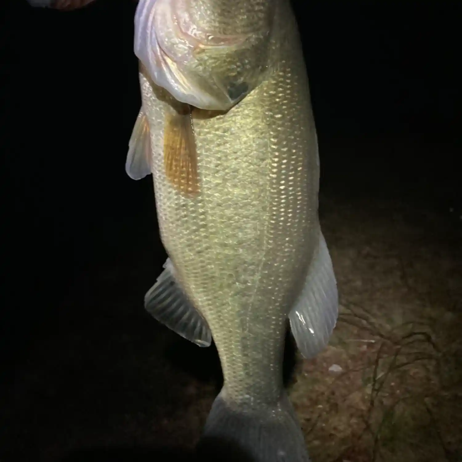ᐅ Torrey Pond fishing reports🎣• Norwell, MA (United States) fishing