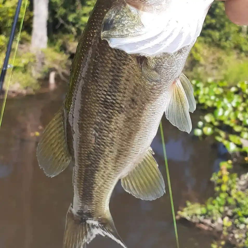 ᐅ F Coopers Pond fishing reports🎣• Columbia, SC (United States) fishing