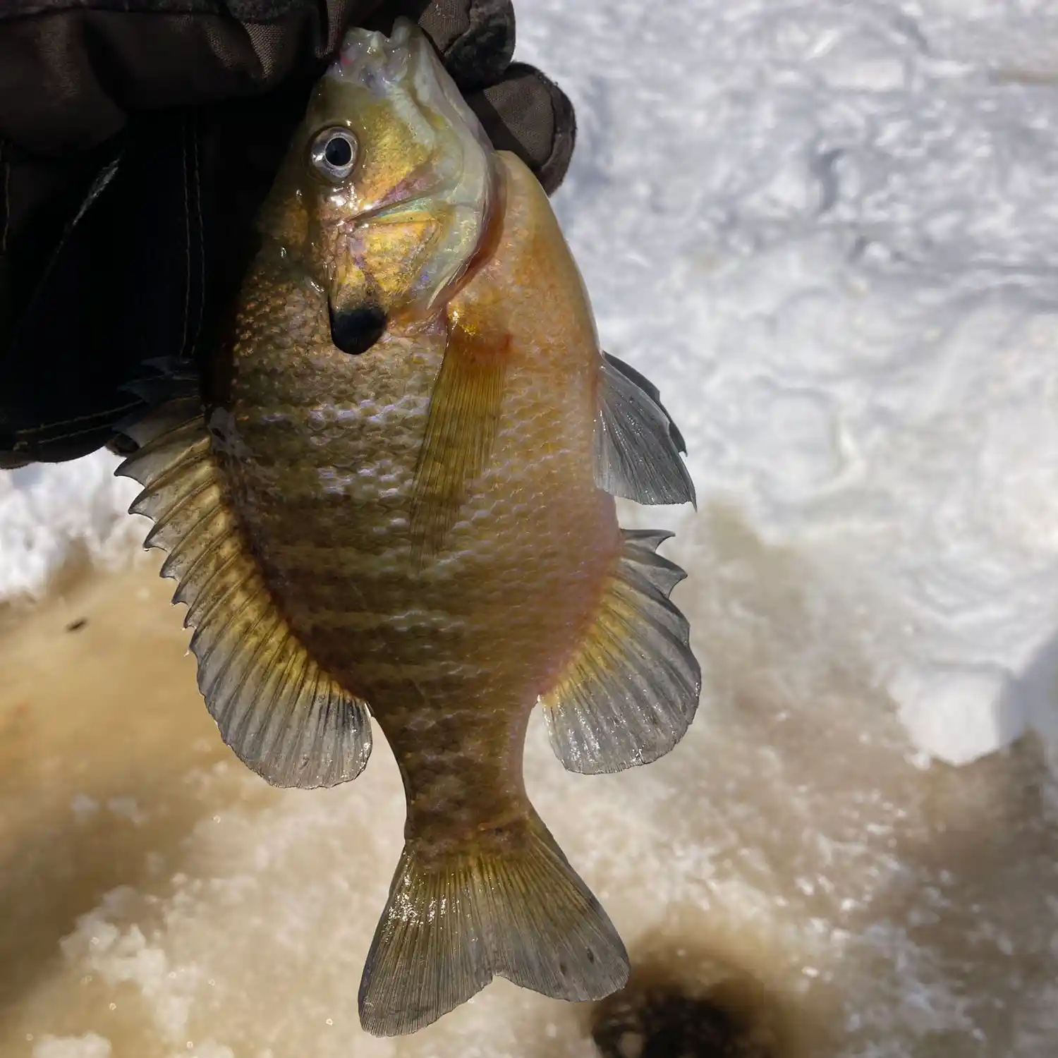 Chequamegon Waters Flowage Fishing Report for Panfish / Bluegill(Mar 1,  2023)