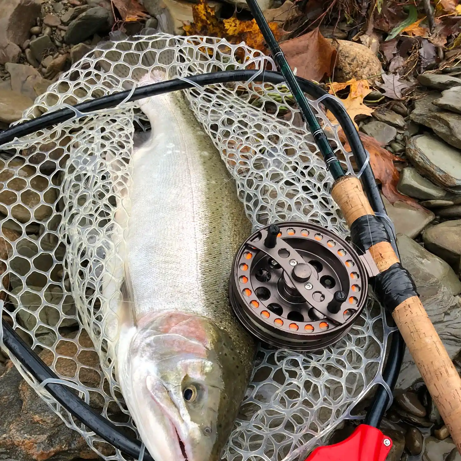 Close Trout Fly Rod, Image & Photo (Free Trial)