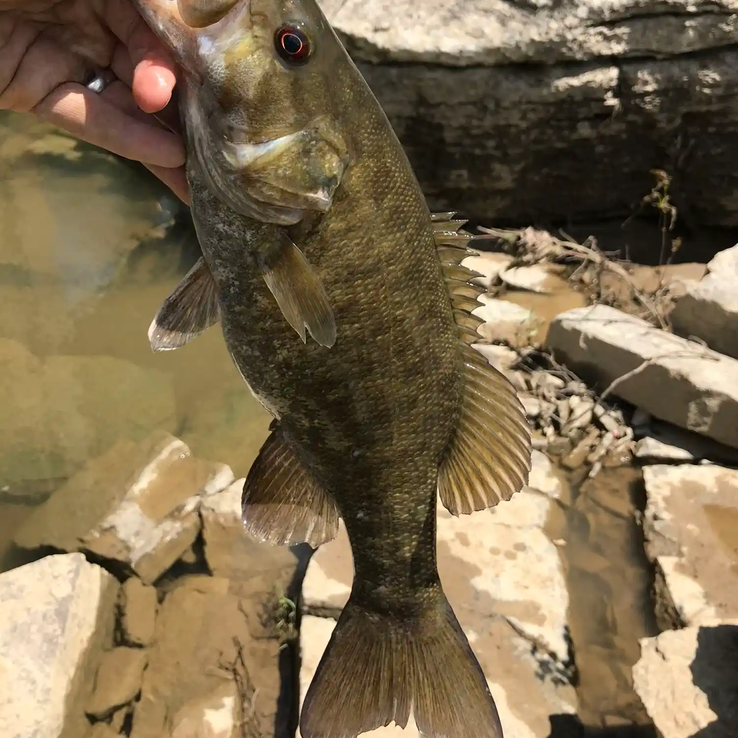 Bass-fish Hanging On Image & Photo (Free Trial)