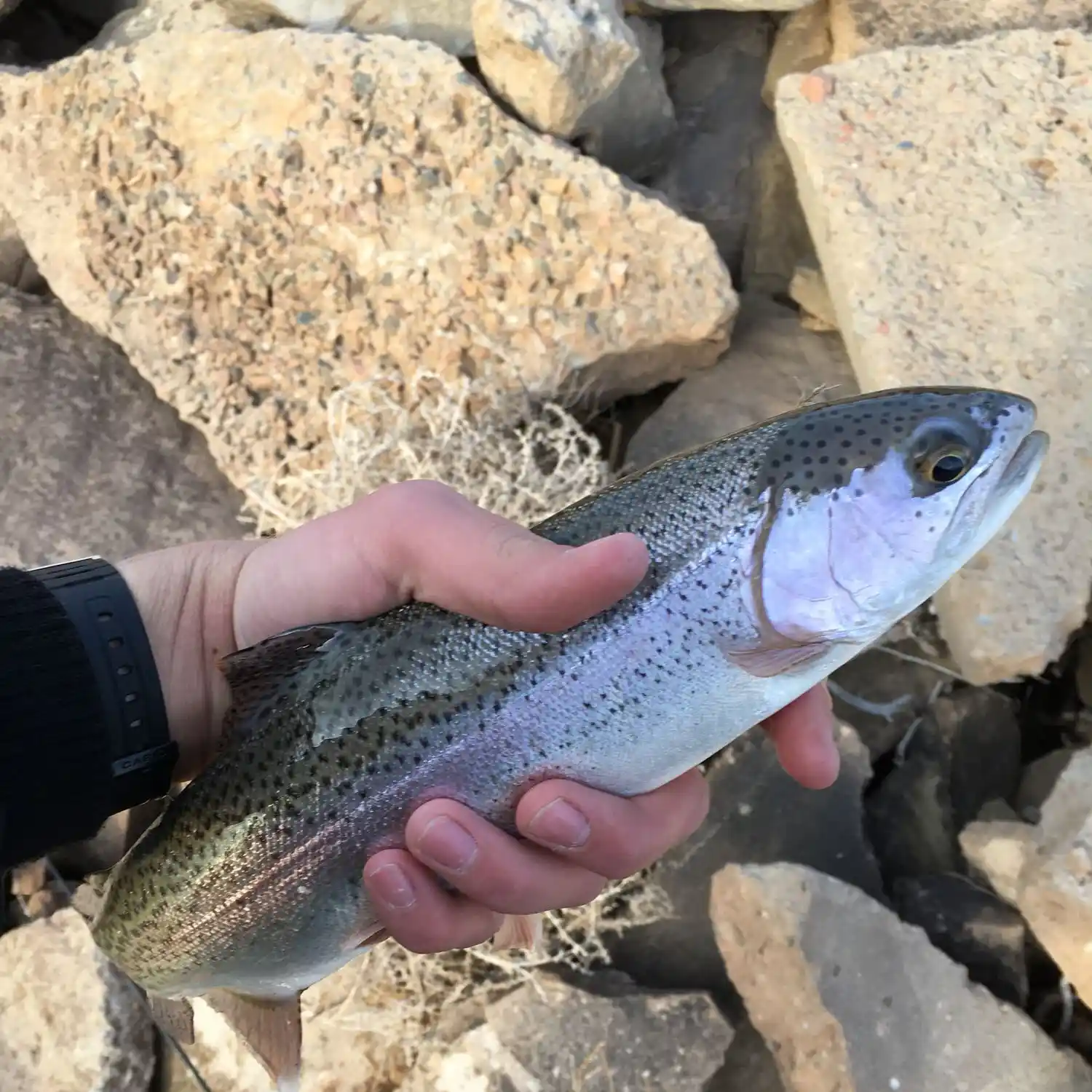 ᐅ Wahatoya Lake Reservoir fishing reports🎣• Pueblo, CO (United States)  fishing