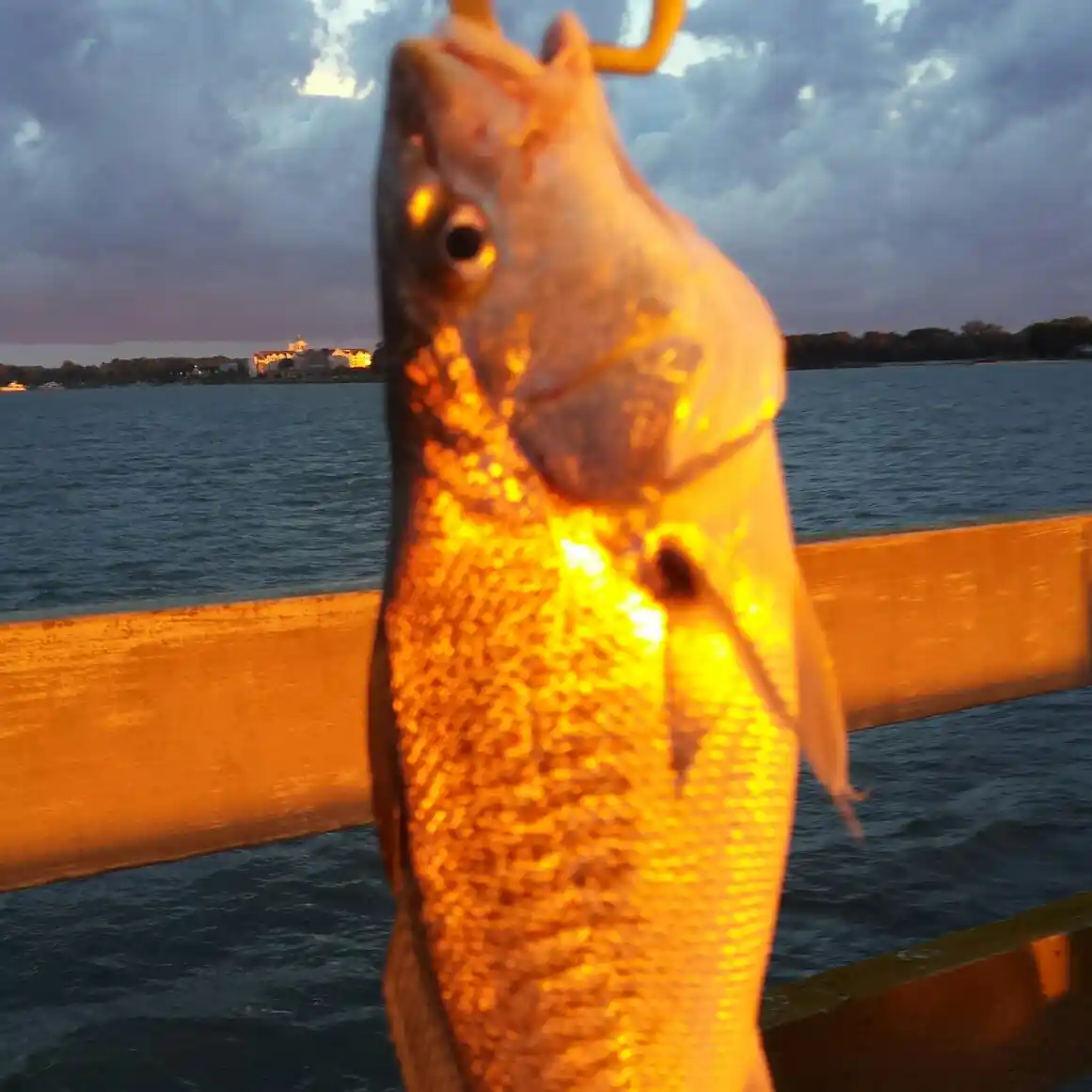 Bill Burton Fishing Pier fishing reports Cambridge fishing